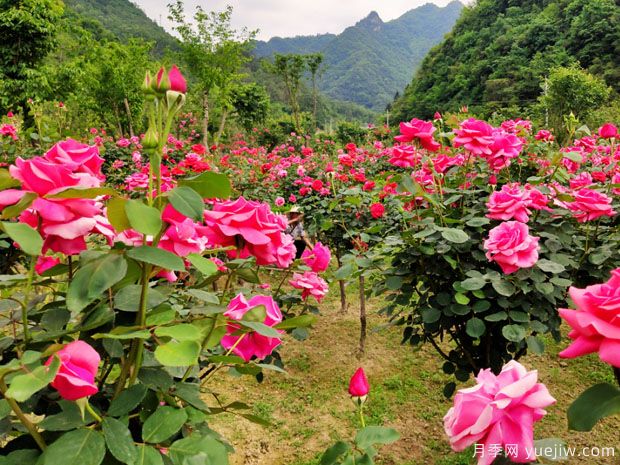 十堰市花文化和月季景觀(guān)(圖2)