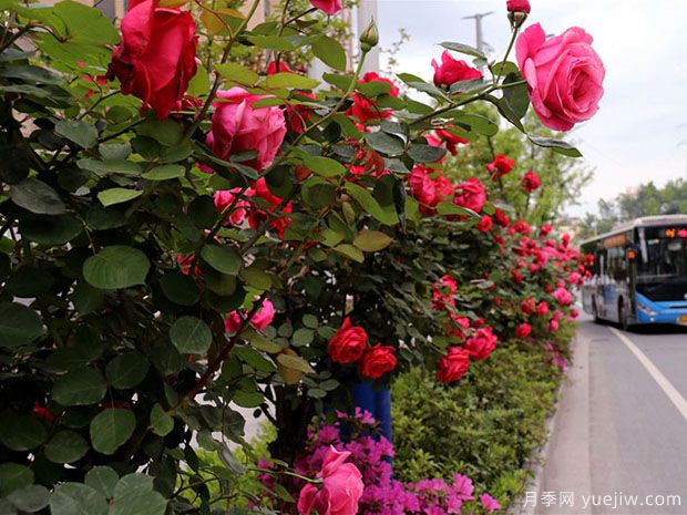 十堰市花文化和月季景觀(guān)(圖3)