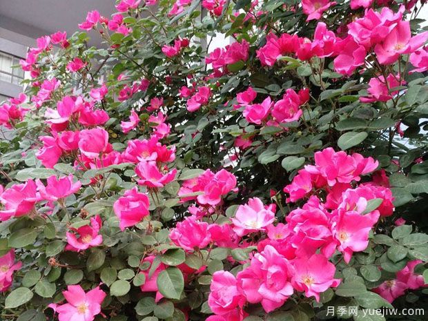 晉中月季市花文化和景觀(guān)圖集(圖4)