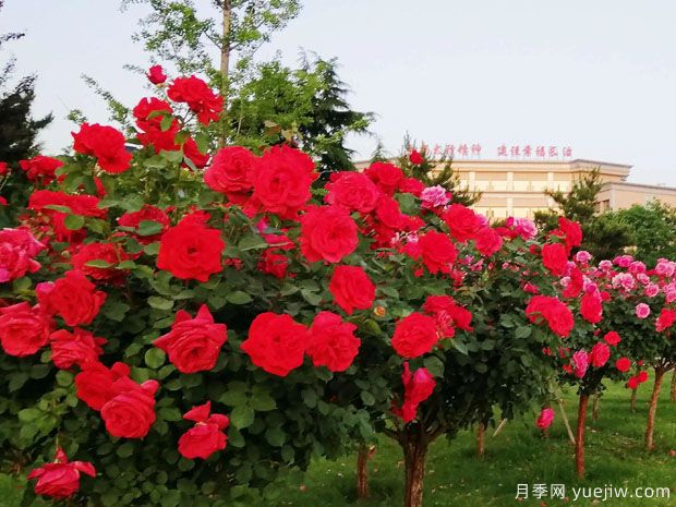 長(cháng)治月季市花文化和景觀(guān)圖集(圖1)
