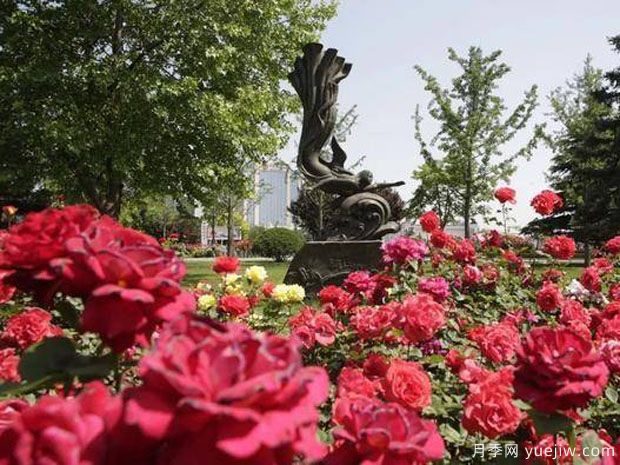 長(cháng)治月季市花文化和景觀(guān)圖集(圖3)