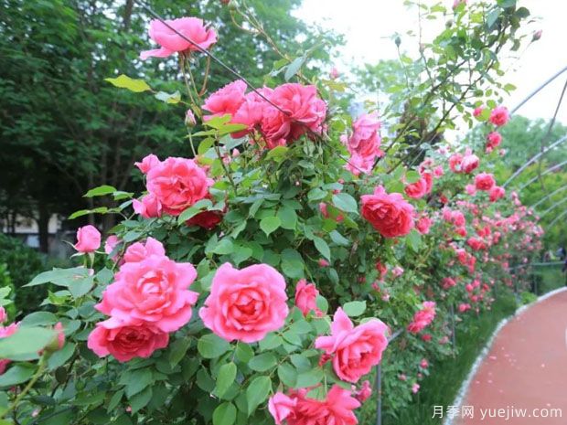 運城月季市花文化和景觀(guān)圖集(圖1)