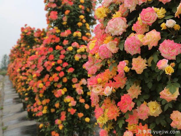 韓城月季市花文化和景觀(guān)圖集(圖2)