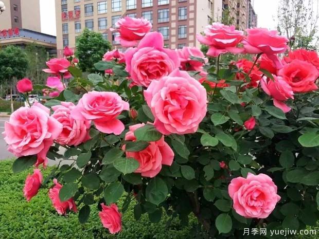 韓城月季市花文化和景觀(guān)圖集(圖4)