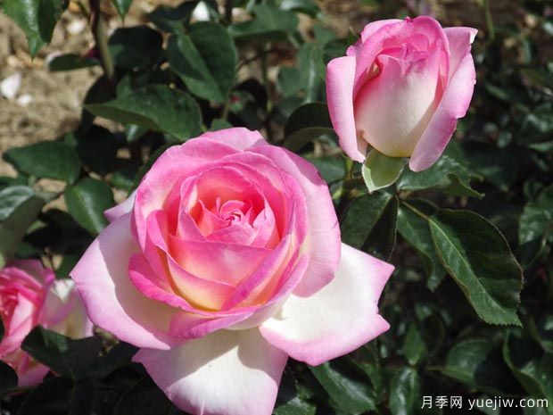 月季入門(mén)品種推薦：切花朱麗葉、摩納哥公主、摩納哥公爵(圖2)