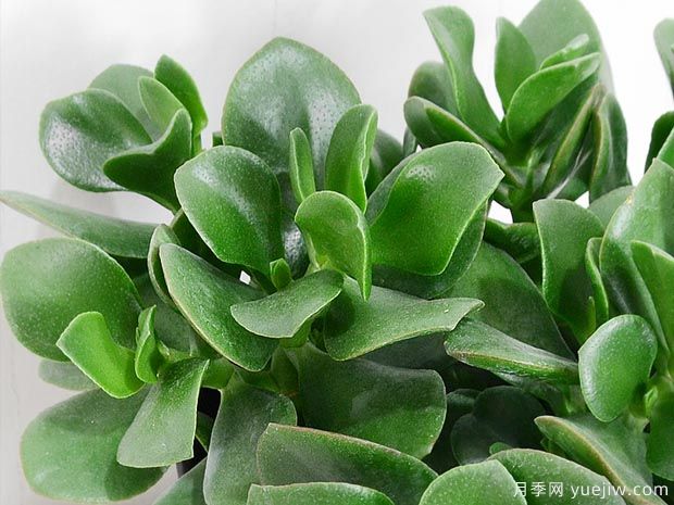 多肉植物之玉樹(shù)圖片和養護(圖3)