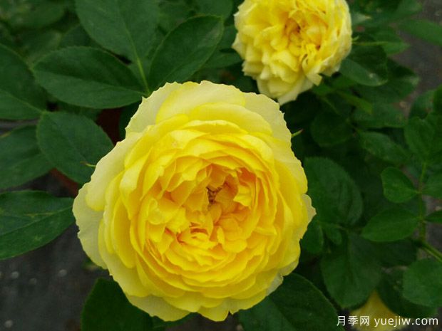 新手月季坑，推薦4個(gè)經(jīng)典月季花品種，輕松養出好狀態(tài)(圖3)