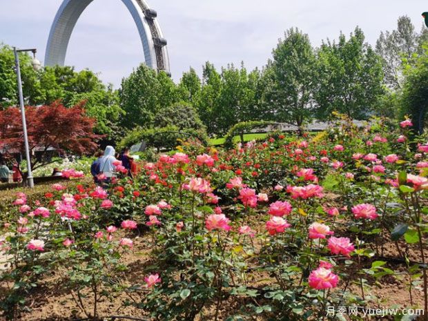 常州月季市花文化和景觀(guān)圖集(圖2)