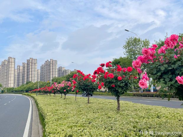 常州月季市花文化和景觀(guān)圖集(圖3)