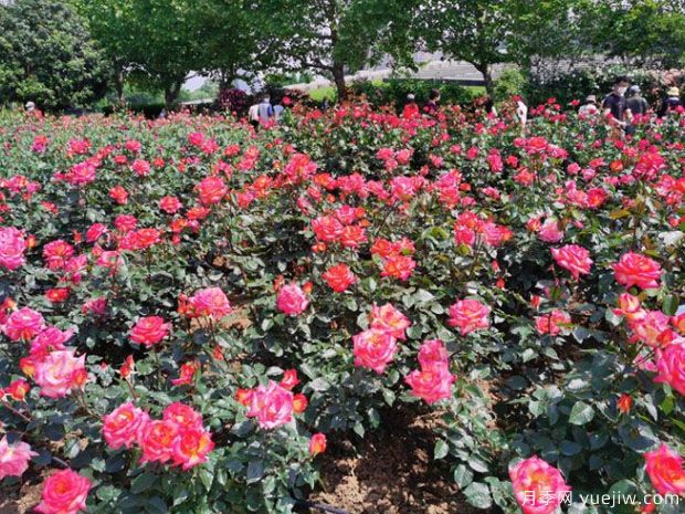 常州月季市花文化和景觀(guān)圖集(圖1)