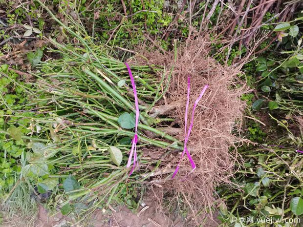 月季裸根苗到手后該如何處理，裸根苗的正確栽植方法(圖1)
