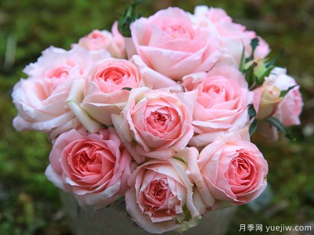 月季夏花丑，這4個(gè)品種試試，夏花美比春花(圖1)