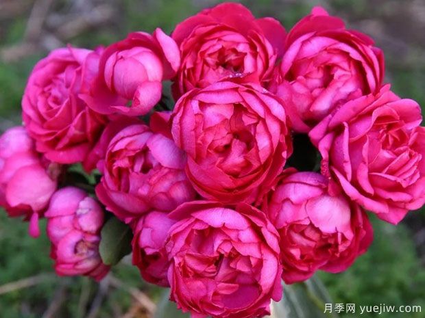 推薦20個(gè)伊芙月季系列品種，還有花大濃香超美的(圖1)