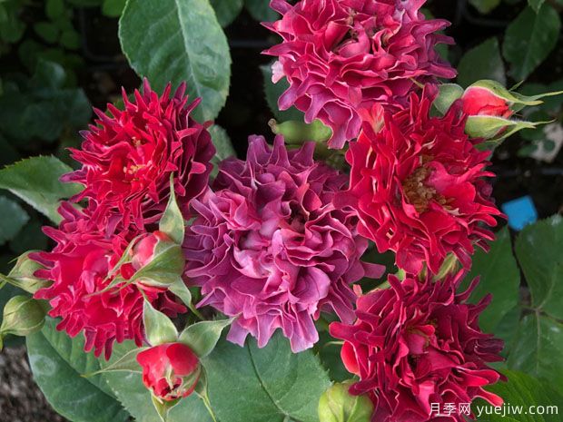 紅茶?？录?圖1)