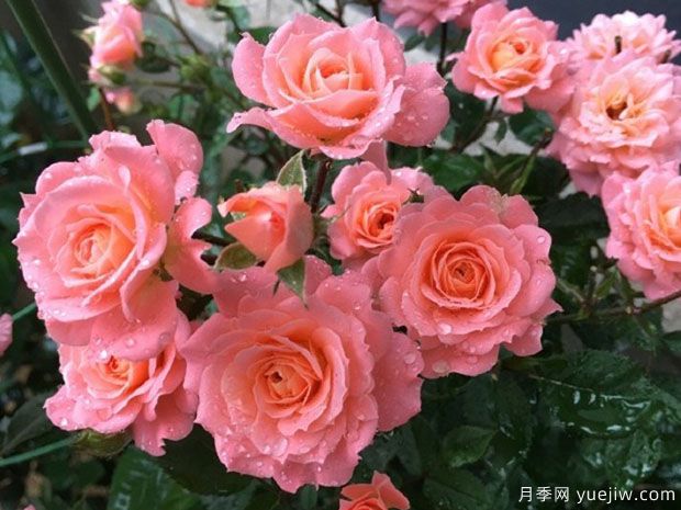 三文魚(yú)陽(yáng)臺月季(圖3)