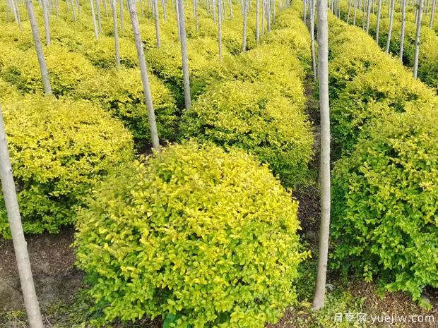 亮晶女貞的圖片特點(diǎn)和種植養護(圖1)