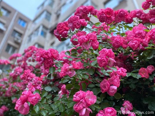 大連月季市花文化和景觀(guān)圖集(圖1)