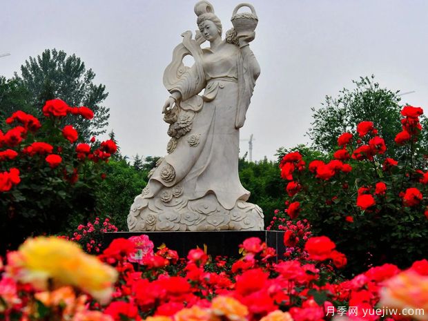 萊州月季市花文化和景觀(guān)圖集(圖1)