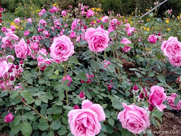 萊州月季市花文化和景觀(guān)圖集(圖2)