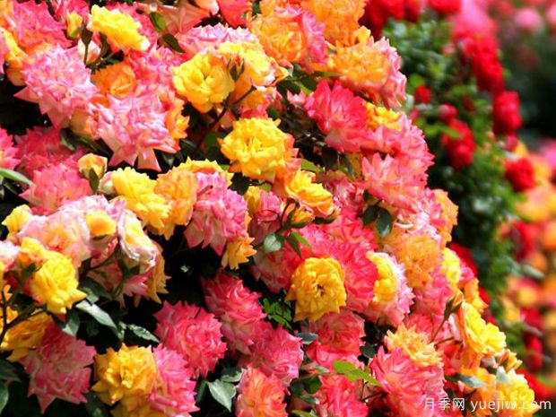 萊州月季市花文化和景觀(guān)圖集(圖3)