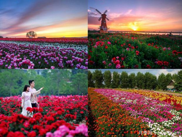 滄州月季市花文化和景觀(guān)圖集(圖1)