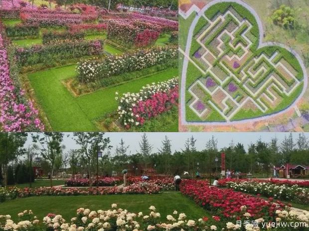 滄州月季市花文化和景觀(guān)圖集(圖3)