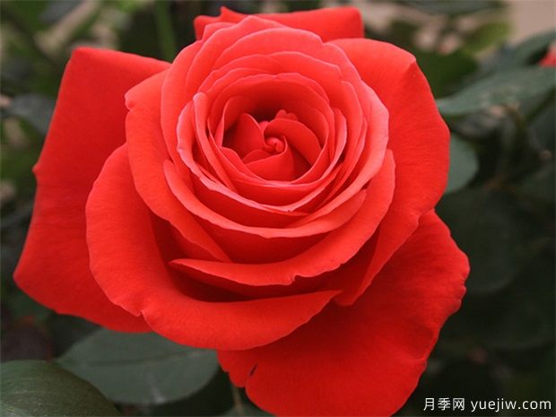 花友寶典，月季養護要點(diǎn)說(shuō)明書(shū)(圖1)