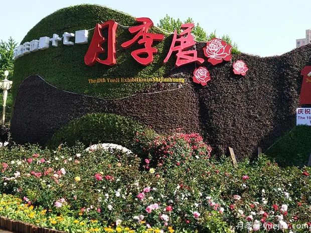 石家莊月季市花文化和景觀(guān)圖集(圖5)
