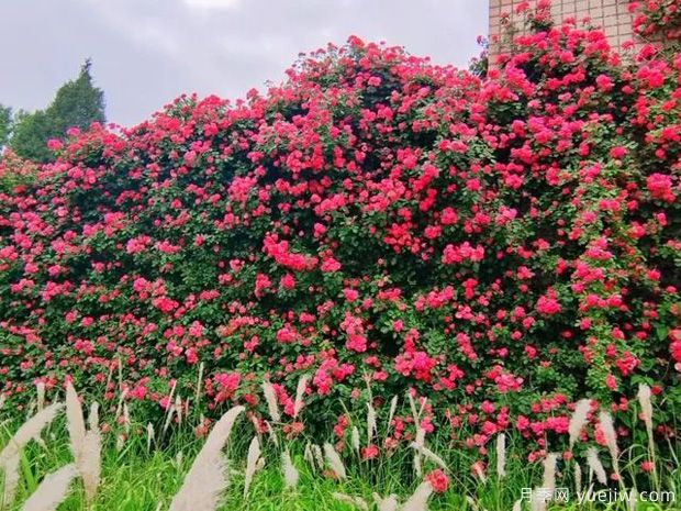石家莊月季市花文化和景觀(guān)圖集(圖4)