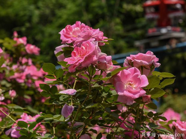 石家莊月季市花文化和景觀(guān)圖集(圖7)