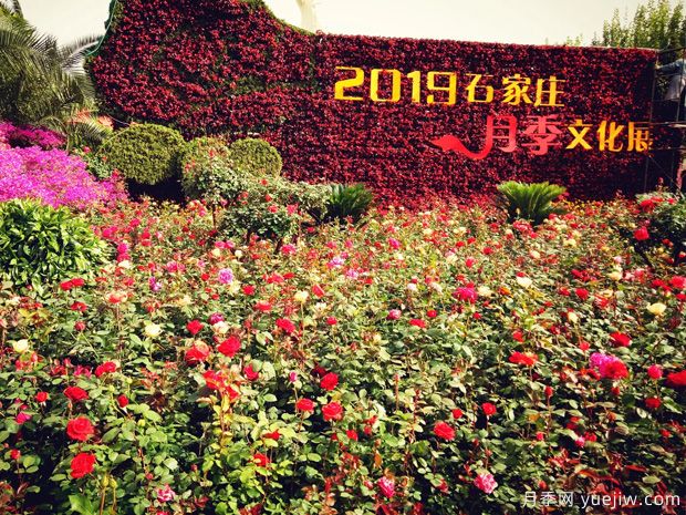 石家莊月季市花文化和景觀(guān)圖集(圖1)