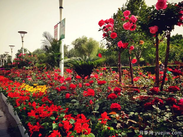 石家莊月季市花文化和景觀(guān)圖集(圖3)