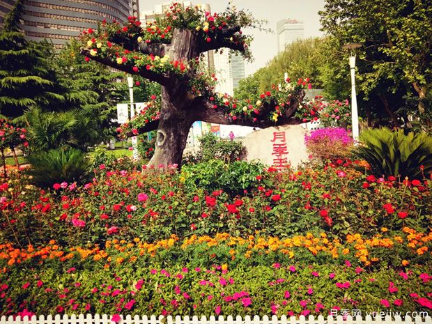 石家莊月季市花文化和景觀(guān)圖集(圖6)