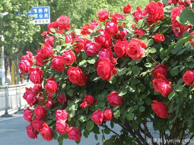 濟寧月季市花文化和景觀(guān)圖集(圖1)
