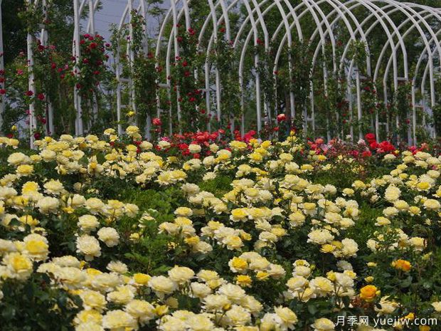 濟寧月季市花文化和景觀(guān)圖集(圖5)