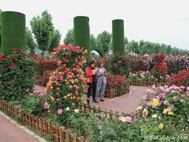 平頂山月季市花文化和景觀(guān)圖集(圖6)