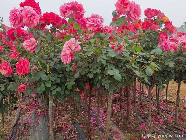 種植樹(shù)狀月季，內鄉縣七里坪鄉走上富民路(圖1)