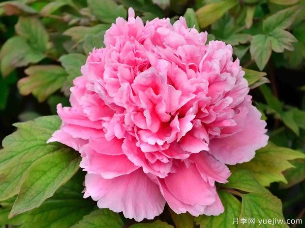 菏澤牡丹春節催花技術(shù)(圖1)
