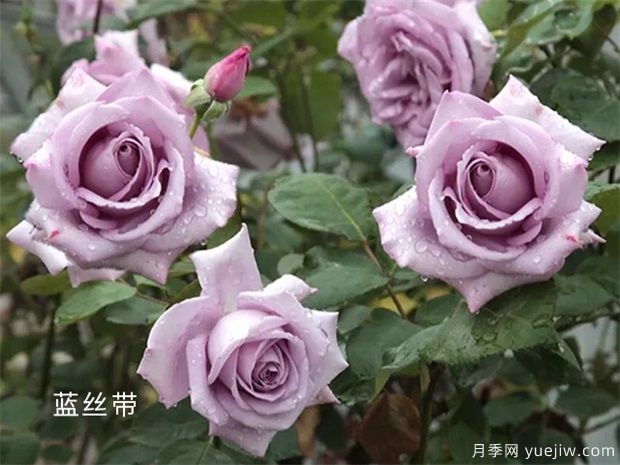 藍絲帶月季/蘭絲帶月季(圖1)