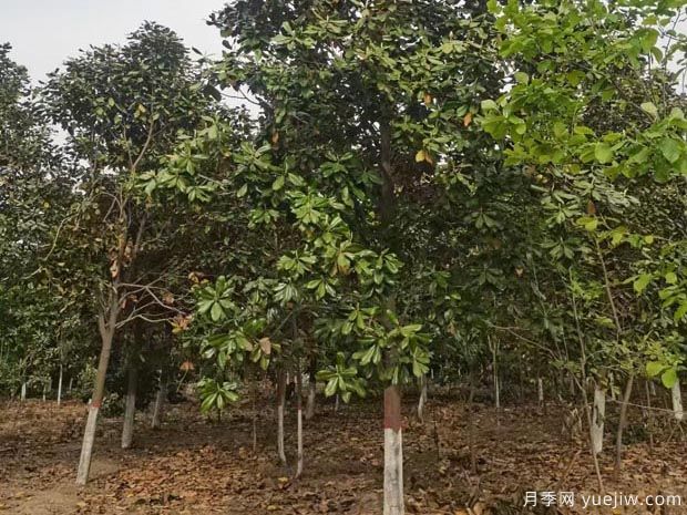 廣玉蘭落葉子禿頂的造成原因？根系生長(cháng)環(huán)境是關(guān)鍵(圖1)