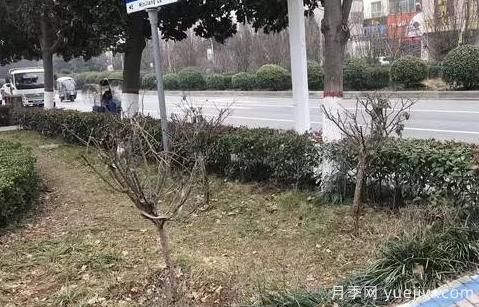廣玉蘭落葉子禿頂的造成原因？根系生長(cháng)環(huán)境是關(guān)鍵(圖3)