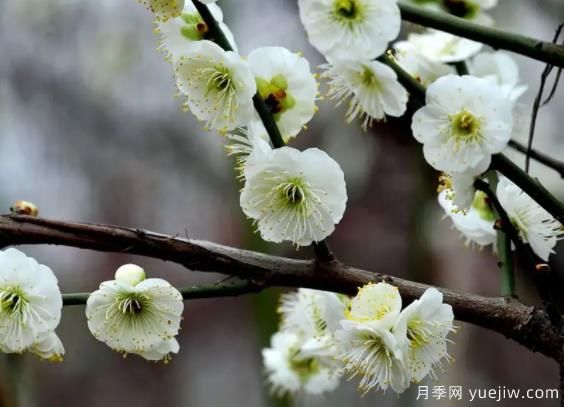 綠萼華--梅花珍品，詩(shī)歌贊分享(圖1)
