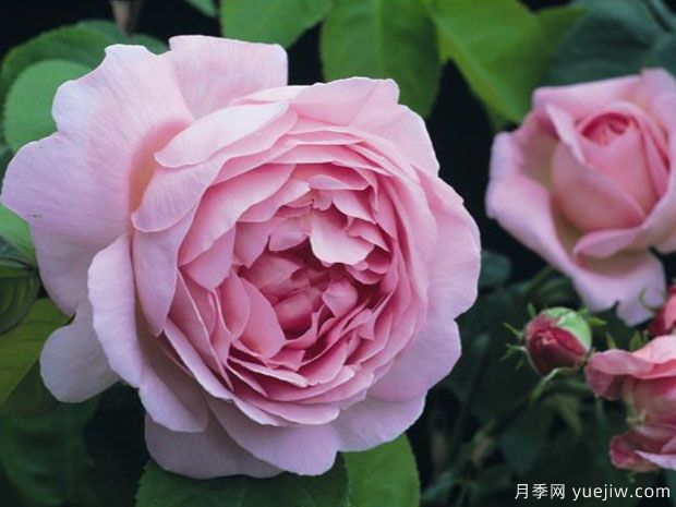 英國月季之父大衛奧斯汀的月季花園 ***美的月季都在這里(圖2)