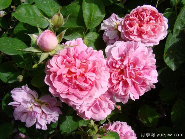 農夫月季(圖2)