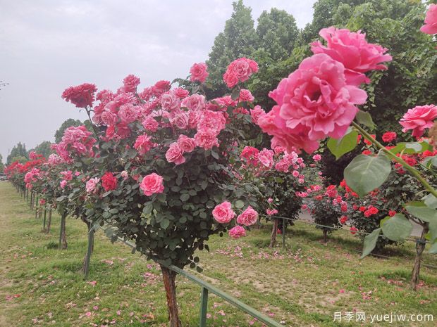 園林綠化的植物八大養護要點(diǎn)(圖1)