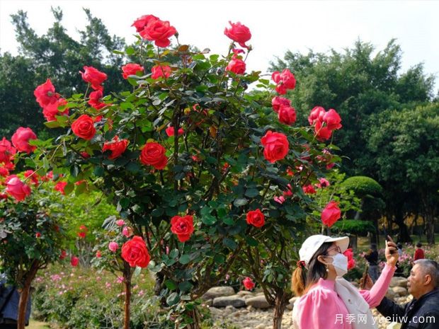 南寧南湖公園月季園2萬(wàn)株月季競相綻放，美極了！(圖1)