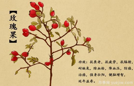 什么是玫瑰果？玫瑰果9大功效作用(圖1)