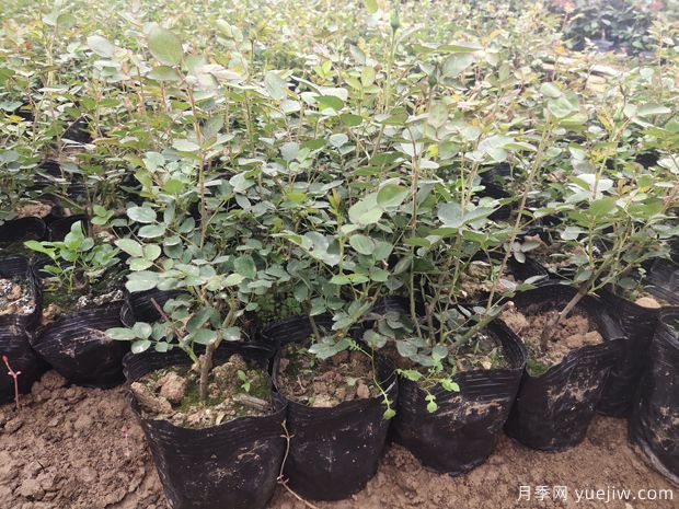 月季容器苗應該如何施肥？方式做好效率高(圖1)
