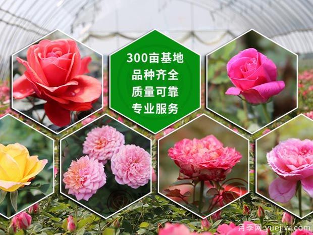 南陽(yáng)漢月花卉園藝有限公司(圖1)