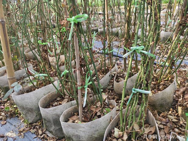 藤本月季批發(fā)基地，3月1.8米高爬藤價(jià)格(圖2)